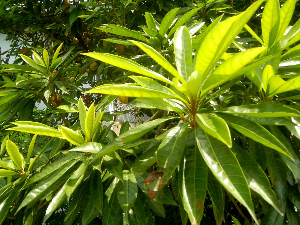 Pouteria campechiana in the Philippines Tiesa Pouteria campechiana Canistel Sapotaceae Tiesa Pouteria campechiana (Kunth) Baehni Egg Fruit Lucuma in Poblacion, Baliuag, Bulacan Timeline of the 2020 co