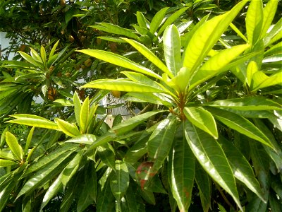 Pouteria campechiana in the Philippines Tiesa Pouteria campechiana Canistel Sapotaceae Tiesa Pouteria campechiana (Kunth) Baehni Egg Fruit Lucuma in Poblacion, Baliuag, Bulacan Timeline of the 2020 co