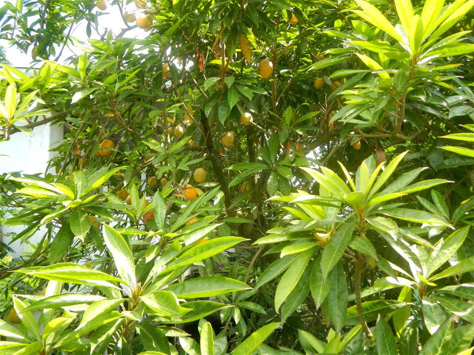 Pouteria campechiana in the Philippines Tiesa Pouteria campechiana Canistel Sapotaceae Tiesa Pouteria campechiana (Kunth) Baehni Egg Fruit Lucuma in Poblacion, Baliuag, Bulacan Timeline of the 2020 co