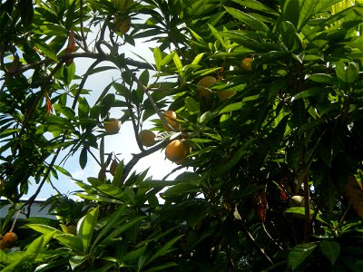 Pouteria campechiana in the Philippines Tiesa Pouteria campechiana Canistel Sapotaceae Tiesa Pouteria campechiana (Kunth) Baehni Egg Fruit Lucuma in Poblacion, Baliuag, Bulacan Timeline of the 2020 co