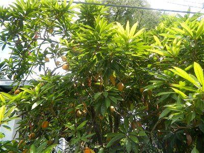 Pouteria campechiana in the Philippines Tiesa Pouteria campechiana Canistel Sapotaceae Tiesa Pouteria campechiana (Kunth) Baehni Egg Fruit Lucuma in Poblacion, Baliuag, Bulacan Timeline of the 2020 co