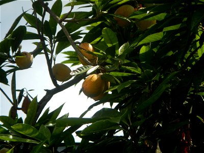 Pouteria campechiana in the Philippines Tiesa Pouteria campechiana Canistel Sapotaceae Tiesa Pouteria campechiana (Kunth) Baehni Egg Fruit Lucuma in Poblacion, Baliuag, Bulacan Timeline of the 2020 co