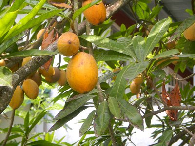 Pouteria campechiana in the Philippines Tiesa Pouteria campechiana Canistel Sapotaceae Tiesa Pouteria campechiana (Kunth) Baehni Egg Fruit Lucuma in Poblacion, Baliuag, Bulacan Timeline of the 2020 co