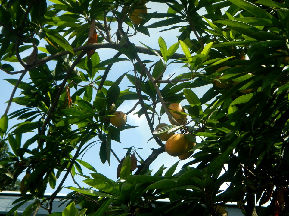 Pouteria campechiana in the Philippines Tiesa Pouteria campechiana Canistel Sapotaceae Tiesa Pouteria campechiana (Kunth) Baehni Egg Fruit Lucuma in Poblacion, Baliuag, Bulacan Timeline of the 2020 co