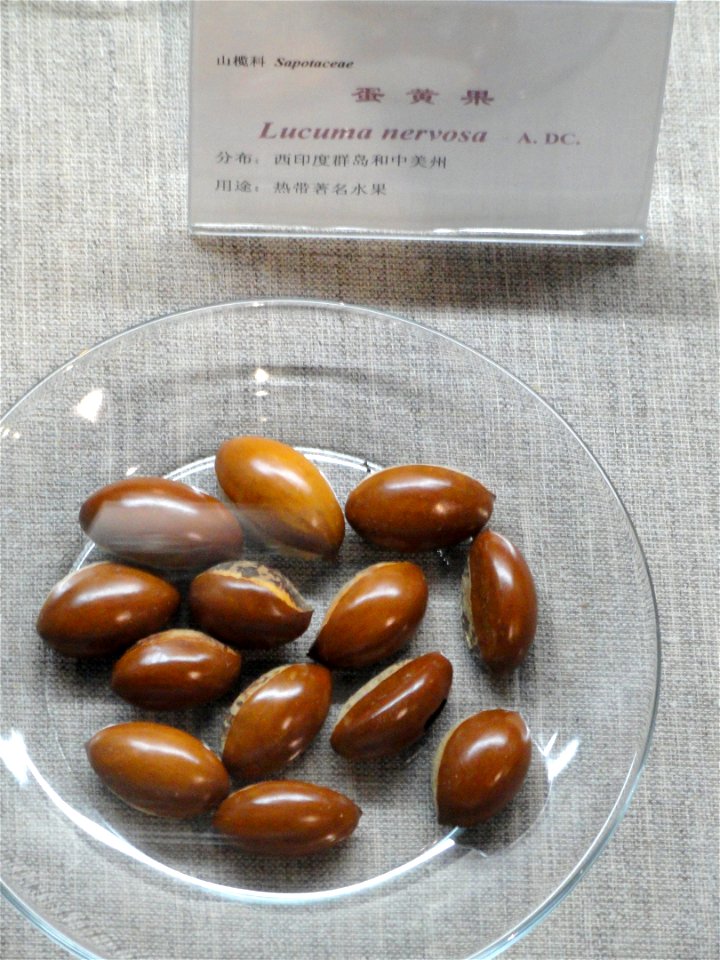 Seeds exhibited in the Kunming Botanical Garden, Kunming, Yunnan, China.