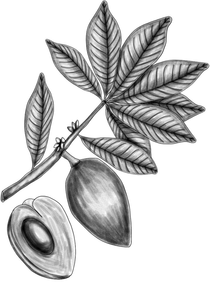 Pouteria sapota BYN