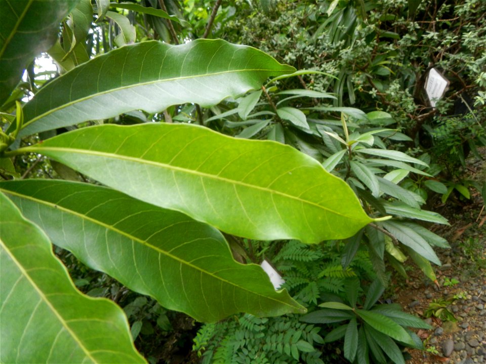 Aven's Nature Farm Artemio G. Veneracion President of ARaMP, Inc. in Barangays Santa Barbara, 14°56'21"N 120°53'25"E Baliuag, Bulacan, Bulacan (Note: Judge Florentino Floro, the owner, to repeat, Dono