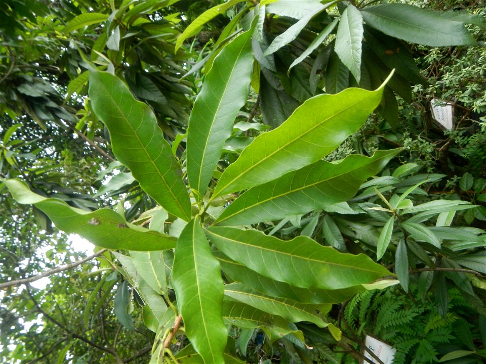 Aven's Nature Farm Artemio G. Veneracion President of ARaMP, Inc. in Barangays Santa Barbara, 14°56'21"N 120°53'25"E Baliuag, Bulacan, Bulacan (Note: Judge Florentino Floro, the owner, to repeat, Dono