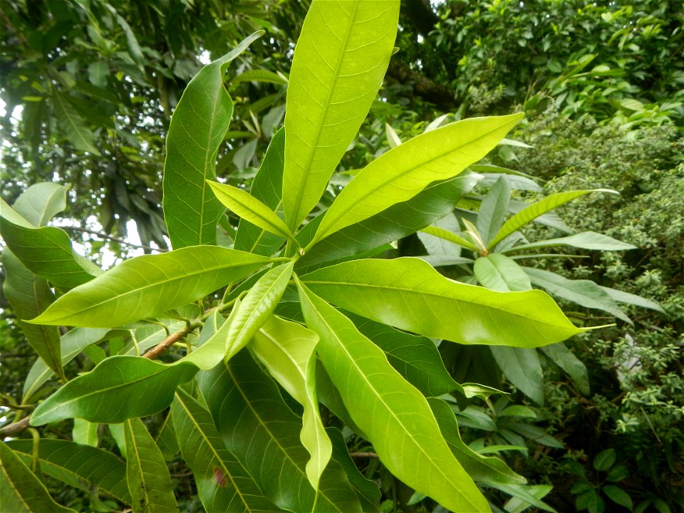Aven's Nature Farm Artemio G. Veneracion President of ARaMP, Inc. in Barangays Santa Barbara, 14°56'21"N 120°53'25"E Baliuag, Bulacan, Bulacan (Note: Judge Florentino Floro, the owner, to repeat, Dono