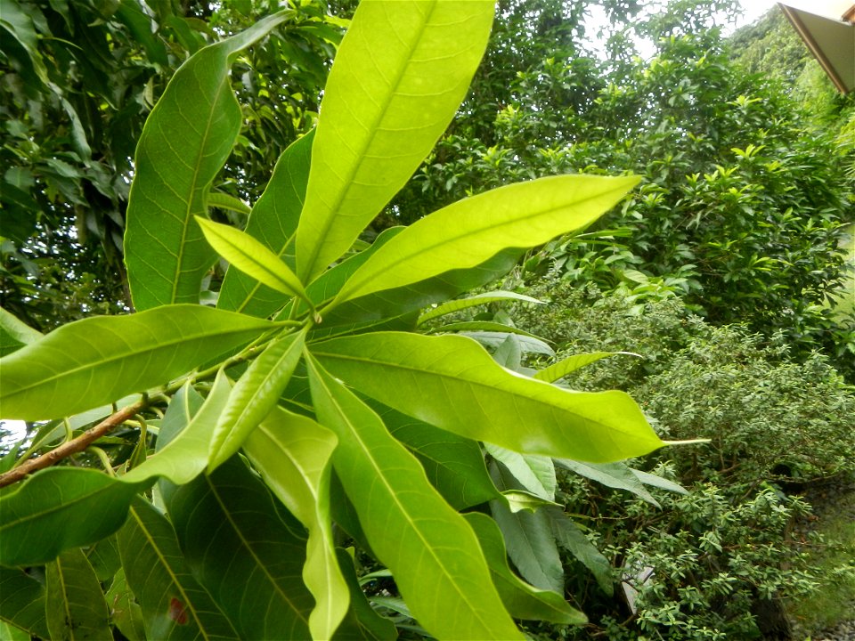 Aven's Nature Farm Artemio G. Veneracion President of ARaMP, Inc. in Barangays Santa Barbara, 14°56'21"N 120°53'25"E Baliuag, Bulacan, Bulacan (Note: Judge Florentino Floro, the owner, to repeat, Dono