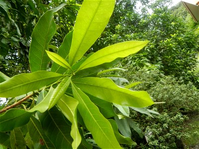 Aven's Nature Farm Artemio G. Veneracion President of ARaMP, Inc. in Barangays Santa Barbara, 14°56'21"N 120°53'25"E Baliuag, Bulacan, Bulacan (Note: Judge Florentino Floro, the owner, to repeat, Dono