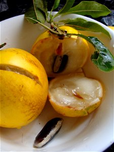 Abiu –fruta do Abieiro