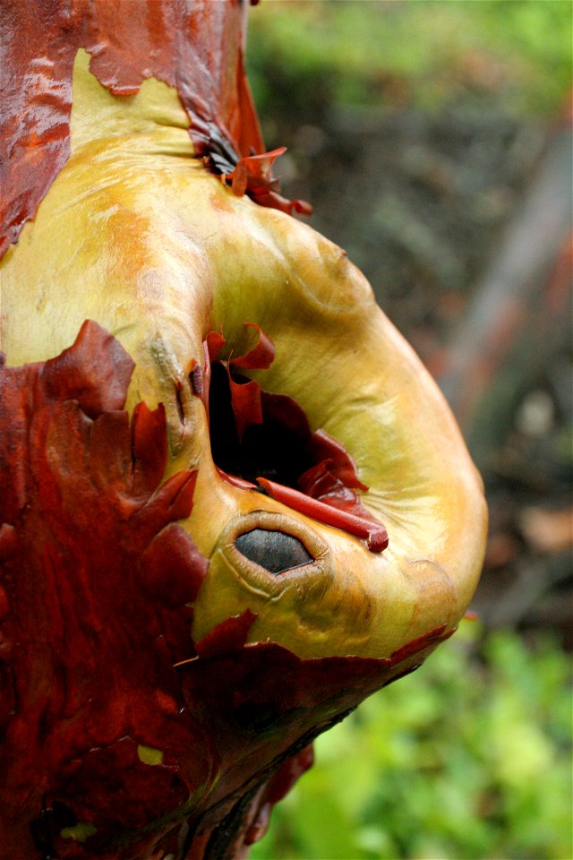 Pacific madrone (Arbutus menziesii) tree located in Lighthouse Park, West Vancouver, British Columbia. Healed over limb.