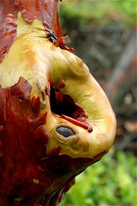 Pacific madrone (Arbutus menziesii) tree located in Lighthouse Park, West Vancouver, British Columbia. Healed over limb.