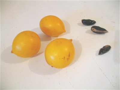 Fruits and seeds of tropical Abiu - Pouteria caimito. photo