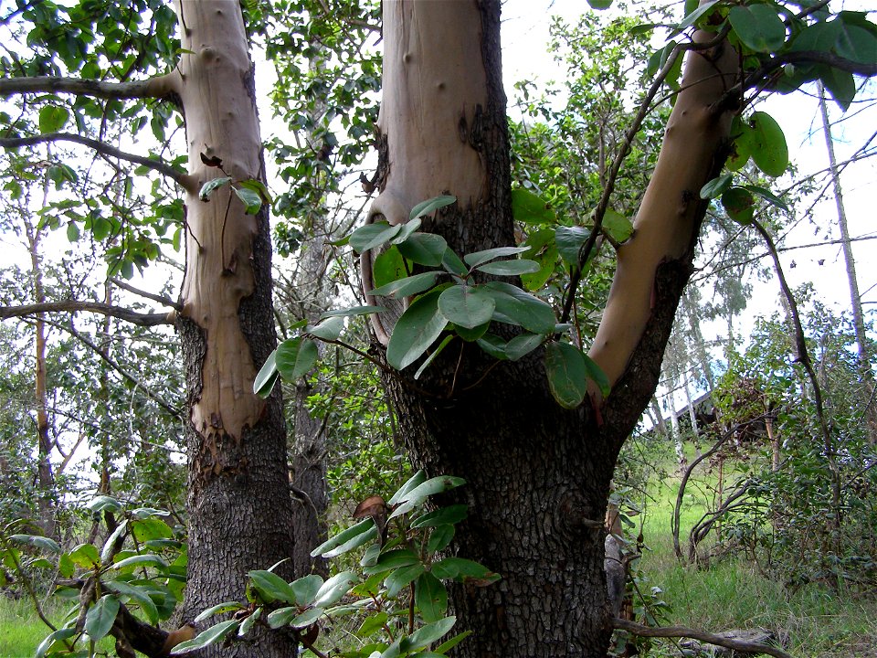 Arbutus menziesii trunk.