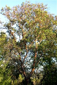 Madrone in the wild.