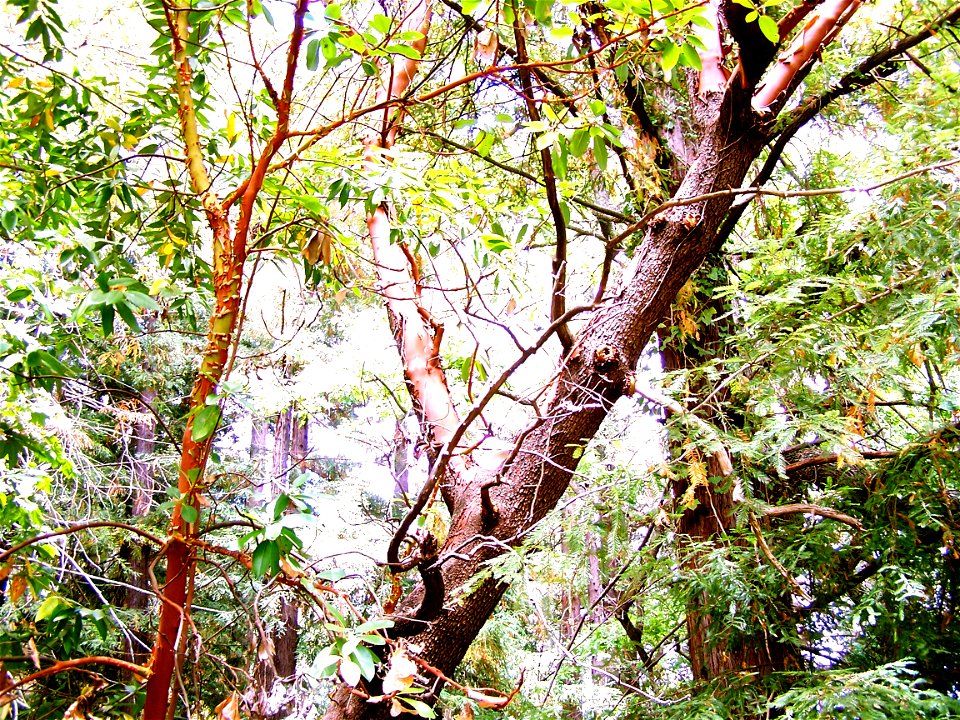 Madrone (refrigerator tree) photographed at Bear Creek Redwoods Open Space Preserve (Midpeninsula Regional Open Space District) - Los Altos California.