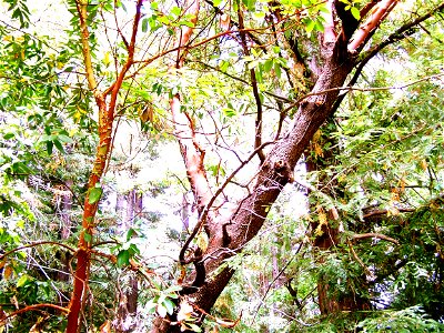 Madrone (refrigerator tree) photographed at Bear Creek Redwoods Open Space Preserve (Midpeninsula Regional Open Space District) - Los Altos California.