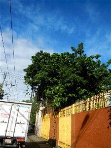 Tamarindus indica and Jackfruits in the Philippines photos taken in Barangay Concepcion  14°57'7"N 120°53'39"E beside Poblacion 14°57'17"N 
120°54'2"E Baliuag, Bulacan, Bulacan province (Note: Judge F