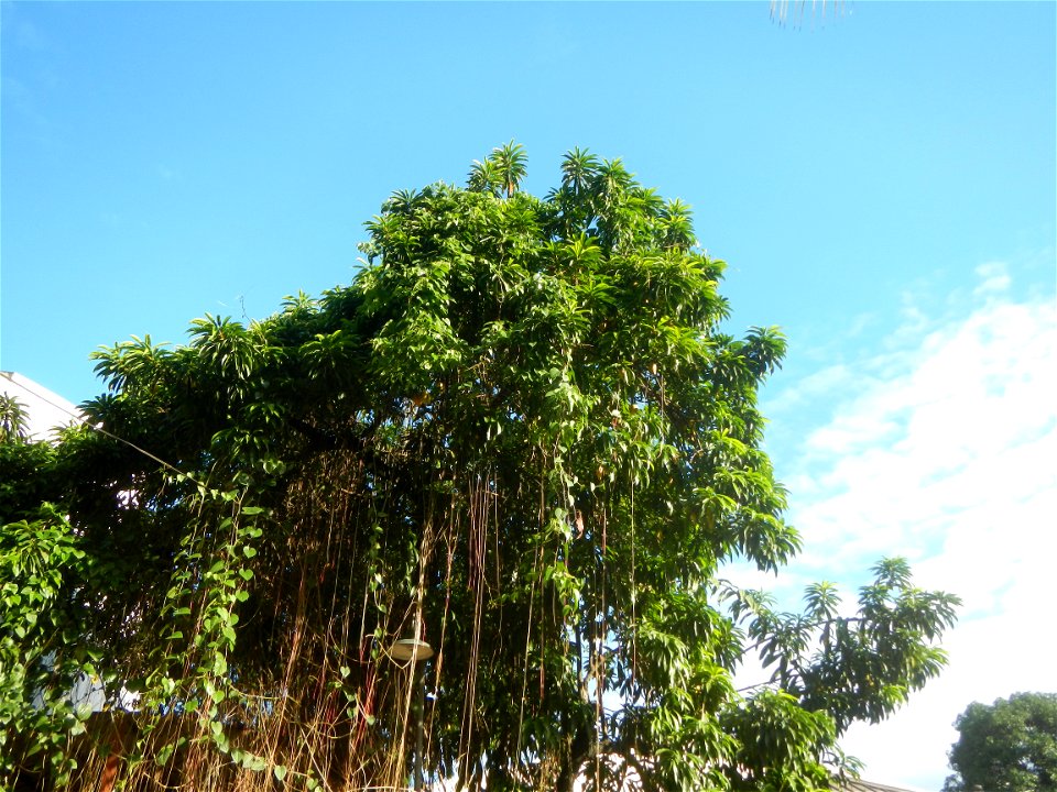 Tamarindus indica and Jackfruits in the Philippines photos taken in Barangay Concepcion  14°57'7"N 120°53'39"E beside Poblacion 14°57'17"N 
120°54'2"E Baliuag, Bulacan, Bulacan province (Note: Judge F