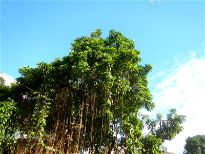 Tamarindus indica and Jackfruits in the Philippines photos taken in Barangay Concepcion  14°57'7"N 120°53'39"E beside Poblacion 14°57'17"N 
120°54'2"E Baliuag, Bulacan, Bulacan province (Note: Judge F