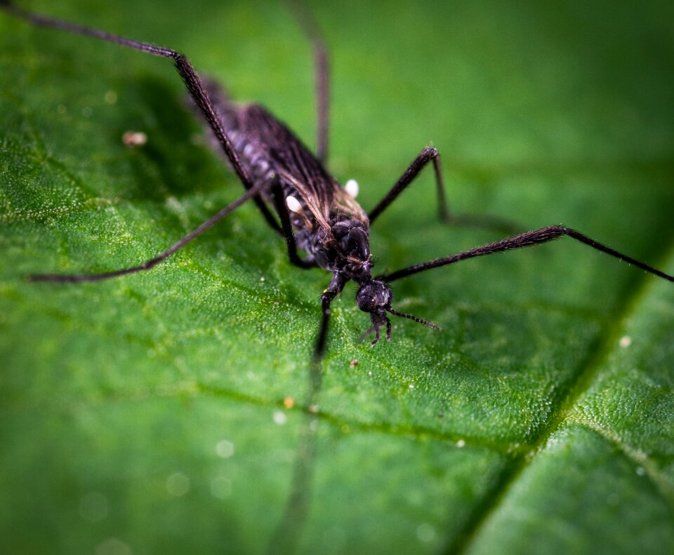 Insect sheet Free photos