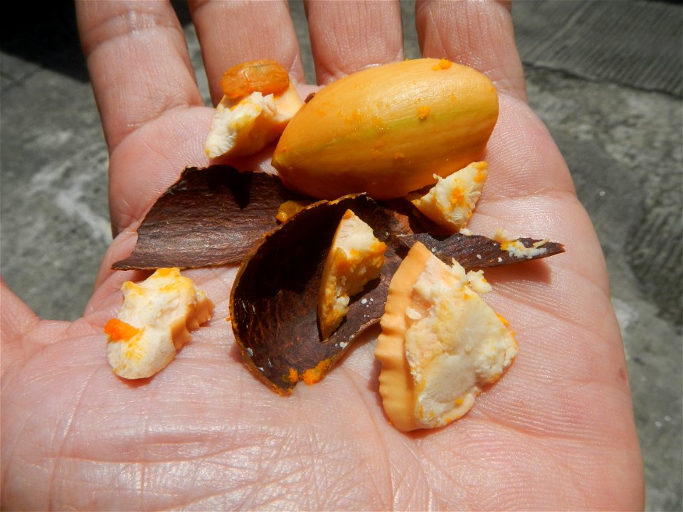 Tiesa fruits and seeds textures Pouteria campechiana Canistel Sapotaceae Tiesa Pouteria campechiana (Kunth) Baehni Egg Fruit Photos taken during the 2020 coronavirus pandemic in Baliuag, Bulacan Modif