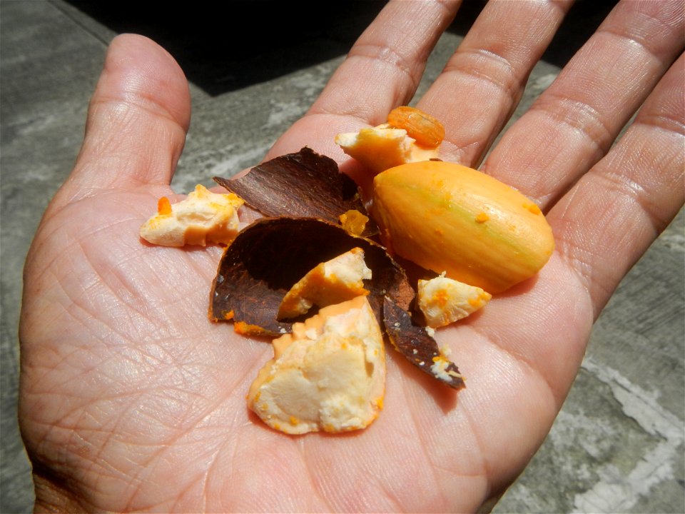 Tiesa fruits and seeds textures Pouteria campechiana Canistel Sapotaceae Tiesa Pouteria campechiana (Kunth) Baehni Egg Fruit Photos taken during the 2020 coronavirus pandemic in Baliuag, Bulacan Modif