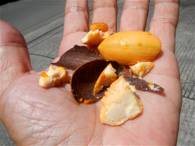 Tiesa fruits and seeds textures Pouteria campechiana Canistel Sapotaceae Tiesa Pouteria campechiana (Kunth) Baehni Egg Fruit Photos taken during the 2020 coronavirus pandemic in Baliuag, Bulacan Modif