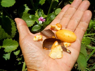 Tiesa fruits and seeds textures Pouteria campechiana Canistel Sapotaceae Tiesa Pouteria campechiana (Kunth) Baehni Egg Fruit Photos taken during the 2020 coronavirus pandemic in Baliuag, Bulacan Modif