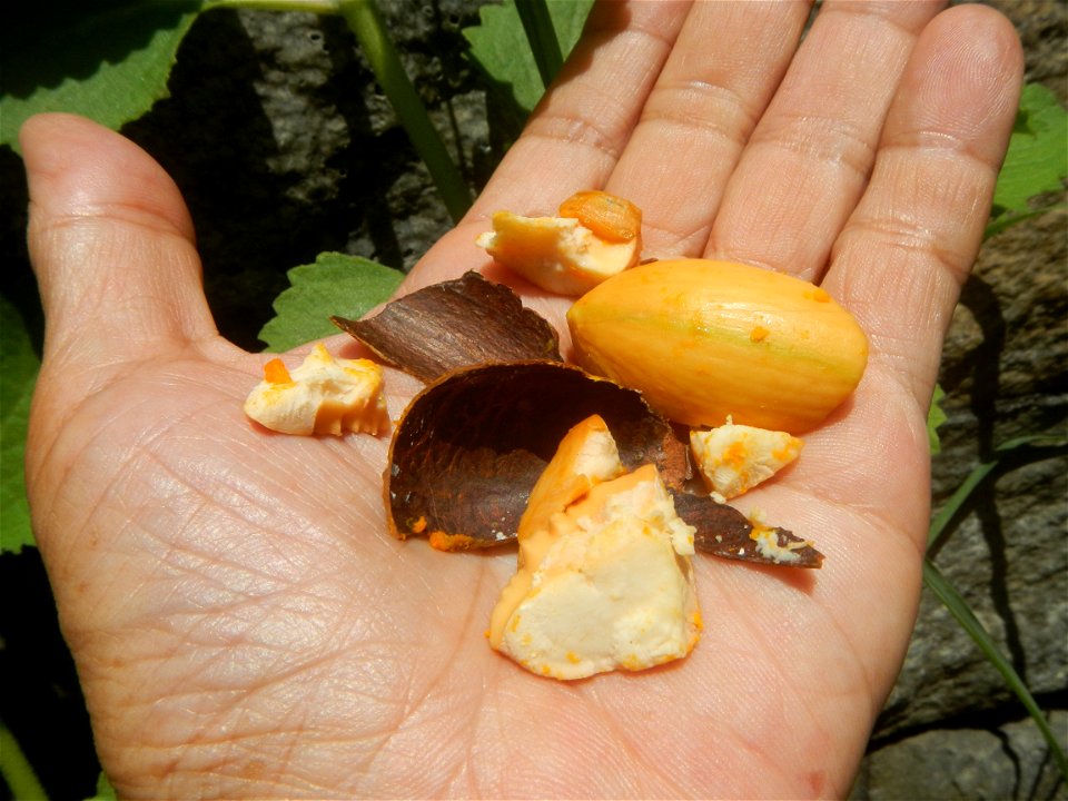 Tiesa fruits and seeds textures Pouteria campechiana Canistel Sapotaceae Tiesa Pouteria campechiana (Kunth) Baehni Egg Fruit Photos taken during the 2020 coronavirus pandemic in Baliuag, Bulacan Modif