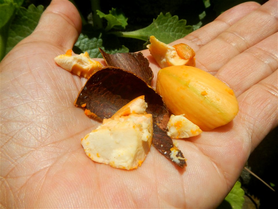 Tiesa fruits and seeds textures Pouteria campechiana Canistel Sapotaceae Tiesa Pouteria campechiana (Kunth) Baehni Egg Fruit Photos taken during the 2020 coronavirus pandemic in Baliuag, Bulacan Modif