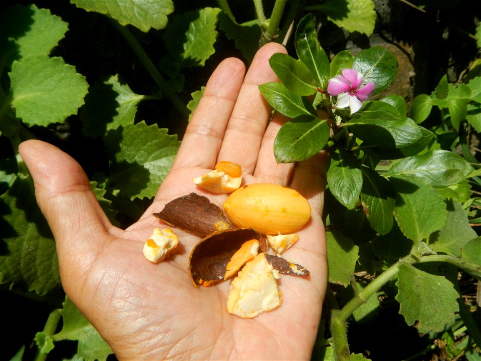 Tiesa fruits and seeds textures Pouteria campechiana Canistel Sapotaceae Tiesa Pouteria campechiana (Kunth) Baehni Egg Fruit Photos taken during the 2020 coronavirus pandemic in Baliuag, Bulacan Modif