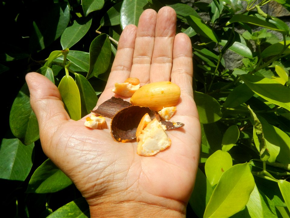 Tiesa fruits and seeds textures Pouteria campechiana Canistel Sapotaceae Tiesa Pouteria campechiana (Kunth) Baehni Egg Fruit Photos taken during the 2020 coronavirus pandemic in Baliuag, Bulacan Modif