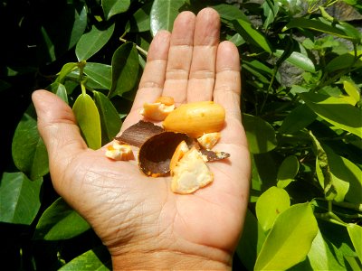 Tiesa fruits and seeds textures Pouteria campechiana Canistel Sapotaceae Tiesa Pouteria campechiana (Kunth) Baehni Egg Fruit Photos taken during the 2020 coronavirus pandemic in Baliuag, Bulacan Modif