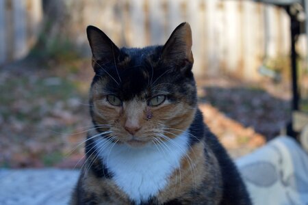 Feline grumpy irritated photo