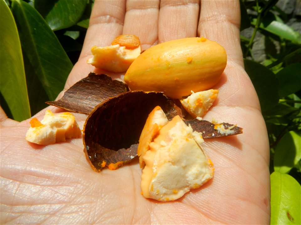 Tiesa fruits and seeds textures Pouteria campechiana Canistel Sapotaceae Tiesa Pouteria campechiana (Kunth) Baehni Egg Fruit Photos taken during the 2020 coronavirus pandemic in Baliuag, Bulacan Modif