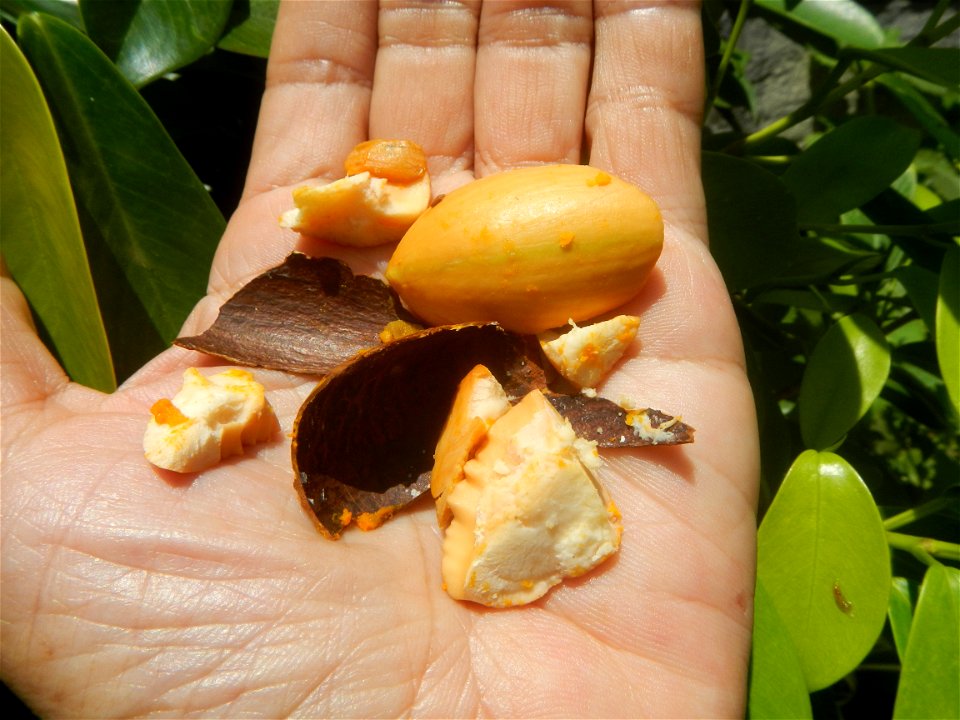 Tiesa fruits and seeds textures Pouteria campechiana Canistel Sapotaceae Tiesa Pouteria campechiana (Kunth) Baehni Egg Fruit Photos taken during the 2020 coronavirus pandemic in Baliuag, Bulacan Modif
