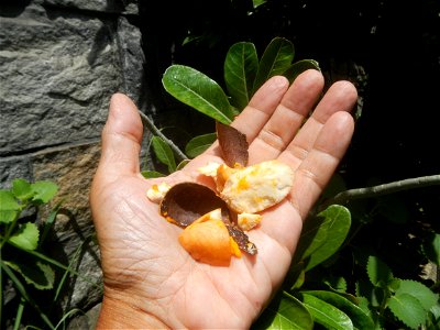 Tiesa fruits and seeds textures Pouteria campechiana Canistel Sapotaceae Tiesa Pouteria campechiana (Kunth) Baehni Egg Fruit Photos taken during the 2020 coronavirus pandemic in Baliuag, Bulacan Modif