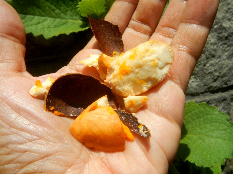 Tiesa fruits and seeds textures Pouteria campechiana Canistel Sapotaceae Tiesa Pouteria campechiana (Kunth) Baehni Egg Fruit Photos taken during the 2020 coronavirus pandemic in Baliuag, Bulacan Modif