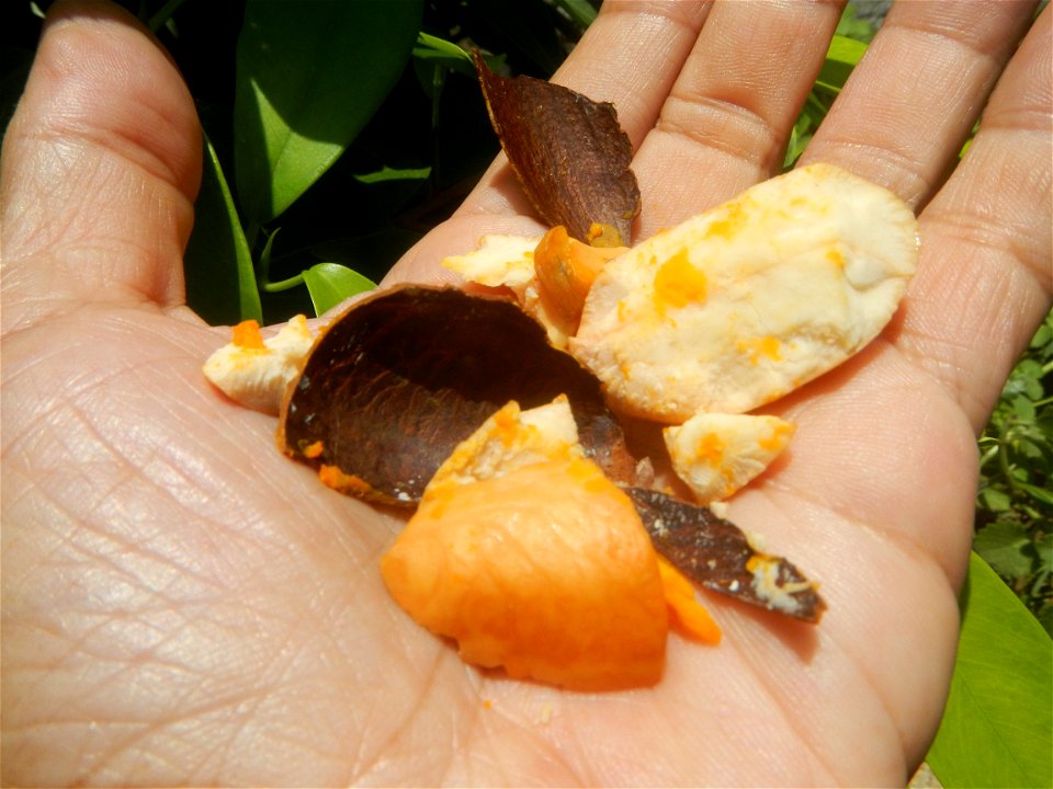 Tiesa fruits and seeds textures Pouteria campechiana Canistel Sapotaceae Tiesa Pouteria campechiana (Kunth) Baehni Egg Fruit Photos taken during the 2020 coronavirus pandemic in Baliuag, Bulacan Modif