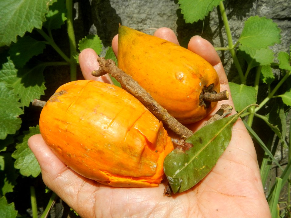 Tiesa fruits and seeds textures Pouteria campechiana Canistel Sapotaceae Tiesa Pouteria campechiana (Kunth) Baehni Egg Fruit Photos taken during the 2020 coronavirus pandemic in Baliuag, Bulacan Modif