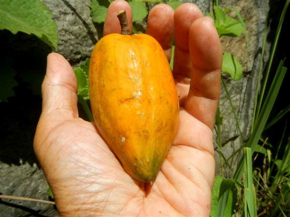 Tiesa fruits and seeds textures Pouteria campechiana Canistel Sapotaceae Tiesa Pouteria campechiana (Kunth) Baehni Egg Fruit Photos taken during the 2020 coronavirus pandemic in Baliuag, Bulacan Modif