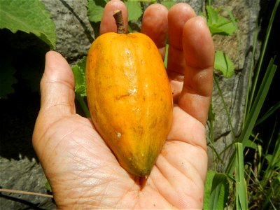 Tiesa fruits and seeds textures Pouteria campechiana Canistel Sapotaceae Tiesa Pouteria campechiana (Kunth) Baehni Egg Fruit Photos taken during the 2020 coronavirus pandemic in Baliuag, Bulacan Modif