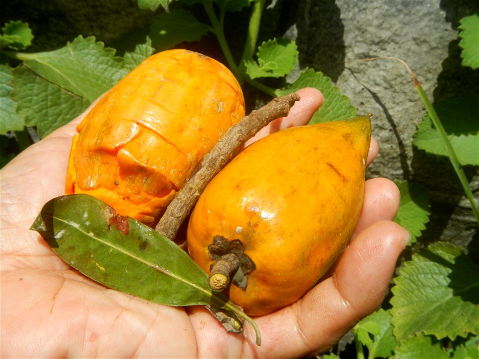 Tiesa fruits and seeds textures Pouteria campechiana Canistel Sapotaceae Tiesa Pouteria campechiana (Kunth) Baehni Egg Fruit Photos taken during the 2020 coronavirus pandemic in Baliuag, Bulacan Modif