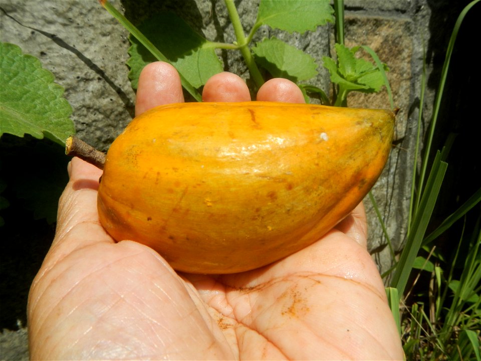 Tiesa fruits and seeds textures Pouteria campechiana Canistel Sapotaceae Tiesa Pouteria campechiana (Kunth) Baehni Egg Fruit Photos taken during the 2020 coronavirus pandemic in Baliuag, Bulacan Modif
