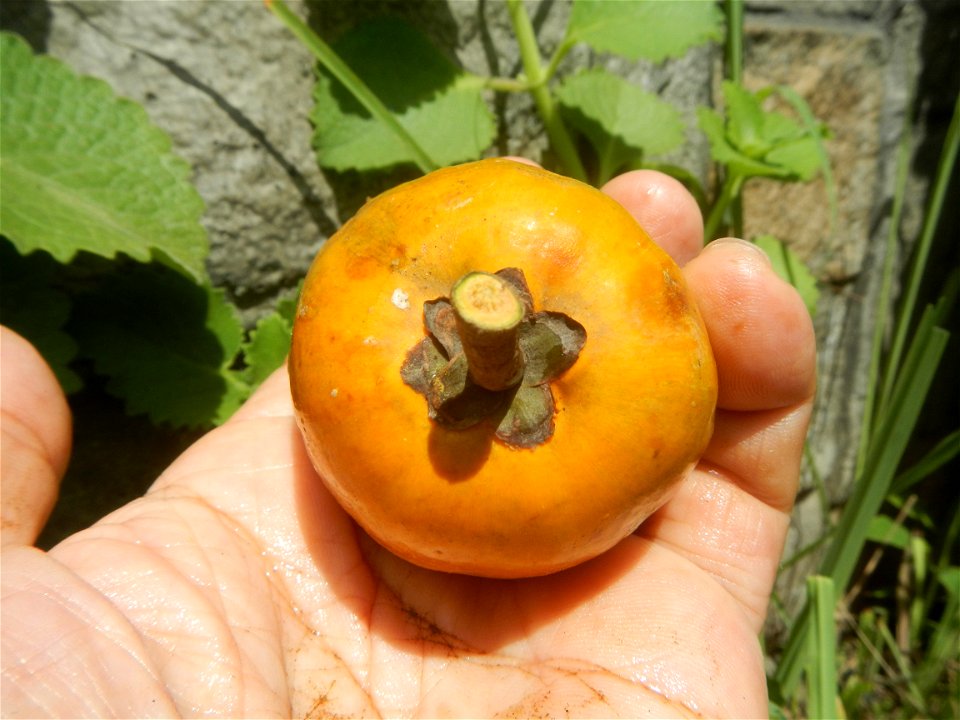 Tiesa fruits and seeds textures Pouteria campechiana Canistel Sapotaceae Tiesa Pouteria campechiana (Kunth) Baehni Egg Fruit Photos taken during the 2020 coronavirus pandemic in Baliuag, Bulacan Modif