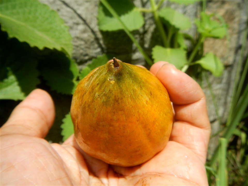 Tiesa fruits and seeds textures Pouteria campechiana Canistel Sapotaceae Tiesa Pouteria campechiana (Kunth) Baehni Egg Fruit Photos taken during the 2020 coronavirus pandemic in Baliuag, Bulacan Modif