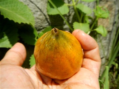 Tiesa fruits and seeds textures Pouteria campechiana Canistel Sapotaceae Tiesa Pouteria campechiana (Kunth) Baehni Egg Fruit Photos taken during the 2020 coronavirus pandemic in Baliuag, Bulacan Modif